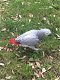 Grijs roodstaart papegaai - 0 - Thumbnail