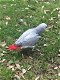Grijs roodstaart papegaai - 1 - Thumbnail
