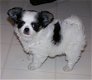 Vriendschappelijk puppy Chihuahua - 0 - Thumbnail