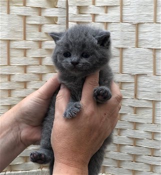 schattige Britse korthaar kittens nu verkrijgbaar - 0