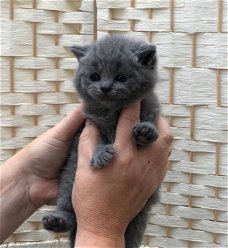 schattige Britse korthaar kittens nu verkrijgbaar