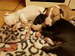 Engelse Bull Terrier-puppy's te koop - 0 - Thumbnail