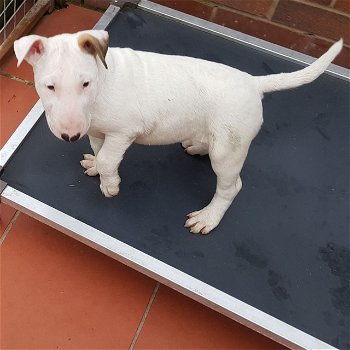 Engelse Bull Terrier-puppy's te koop - 1