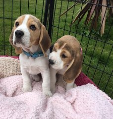 Beagle pups te koop