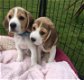 Beagle pups te koop - 1 - Thumbnail