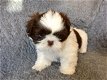 Leuke kleine Shih Tzu Puppies - 1 - Thumbnail
