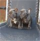 Mannelijke en vrouwelijke Franse Bulldog-puppy's - 0 - Thumbnail