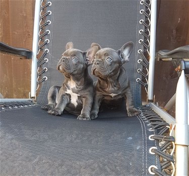 Mannelijke en vrouwelijke Franse Bulldog-puppy's - 1