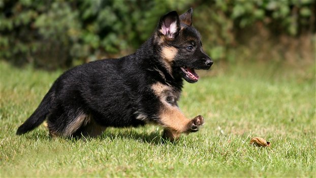 Duitse herderpups te koop en geadopteerd - 1