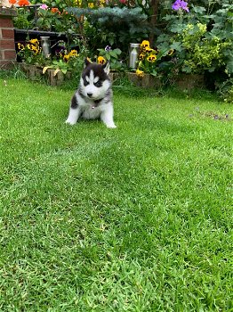 Siberische Husky baby's te koop - 0