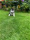 Siberische Husky baby's te koop - 0 - Thumbnail