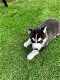 Siberische Husky baby's te koop - 1 - Thumbnail