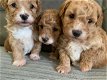 Kleine Maltipoo-puppy's te koop en geadopteerd - 0 - Thumbnail