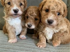 Kleine Maltipoo-puppy's te koop en geadopteerd