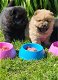 Reg Chow Chow Pup - 0 - Thumbnail