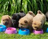 Reg Chow Chow Pup - 1 - Thumbnail