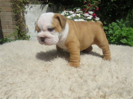 Mooie gezondheid gecontroleerd Engelse Bulldog-pups - 0