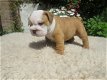 Mooie gezondheid gecontroleerd Engelse Bulldog-pups - 0 - Thumbnail