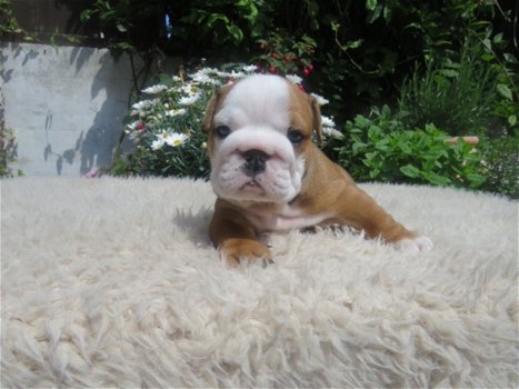 Mooie gezondheid gecontroleerd Engelse Bulldog-pups - 1