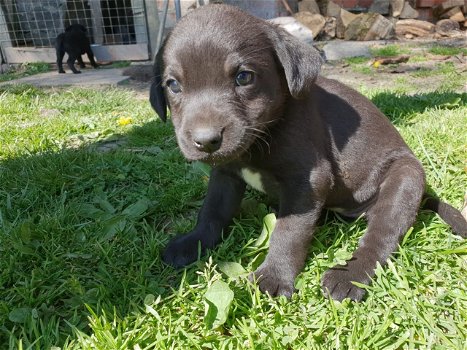 Labrador Retriever Puppies te koop - 0