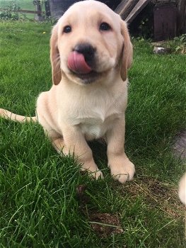 Labrador Retriever Puppies te koop - 1