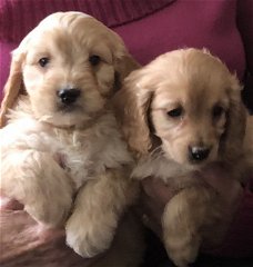 Mannelijke en vrouwelijke Cockapoo-puppy's te koop