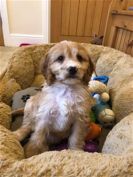 Mannelijke en vrouwelijke Cockapoo-puppy's te koop - 1