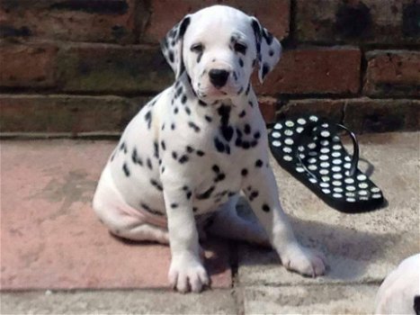 Mannelijke en vrouwelijke Dalmatische pups te koop - 1