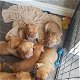 Dogue De Bordeaux Puppies te koop - 0 - Thumbnail