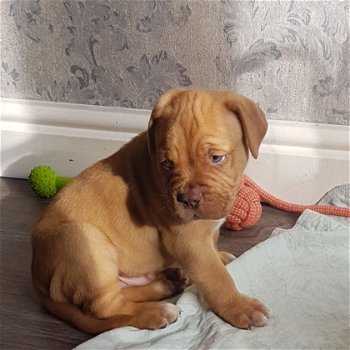 Dogue De Bordeaux Puppies te koop - 1