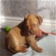 Dogue De Bordeaux Puppies te koop - 1 - Thumbnail