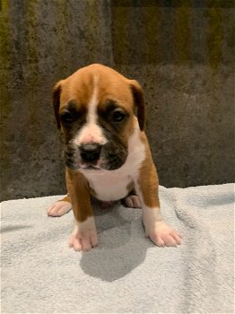 Mannelijke en vrouwelijke boxer pups te koop - 0