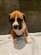 Mannelijke en vrouwelijke boxer pups te koop - 0 - Thumbnail