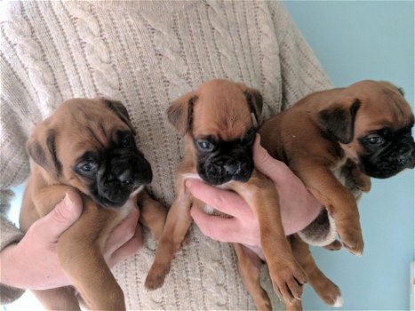 Mannelijke en vrouwelijke boxer pups te koop - 1