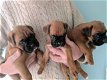 Mannelijke en vrouwelijke boxer pups te koop - 1 - Thumbnail
