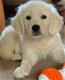 Mooie Golden Retriever Puppies te koop - 1 - Thumbnail