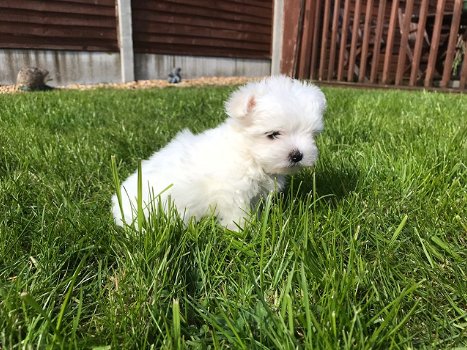 Leuke Maltese pups te koop - 0