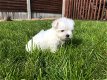 Leuke Maltese pups te koop - 0 - Thumbnail