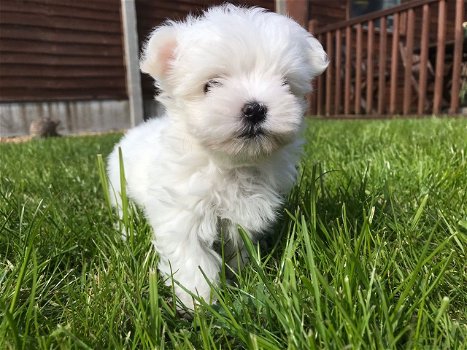 Leuke Maltese pups te koop - 1