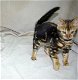 Bengalin kissanpentuja myytävänä - 1 - Thumbnail