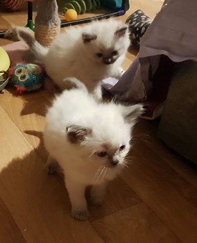 Kauniit uros ja naaras Ragdoll -pennut - 1