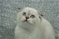 Scottish Fold kissanpentuja myytävänä - 1 - Thumbnail