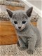 Venäjän sininen kissanpentu saatavana - 0 - Thumbnail