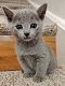 Venäjän sininen kissanpentu saatavana - 1 - Thumbnail