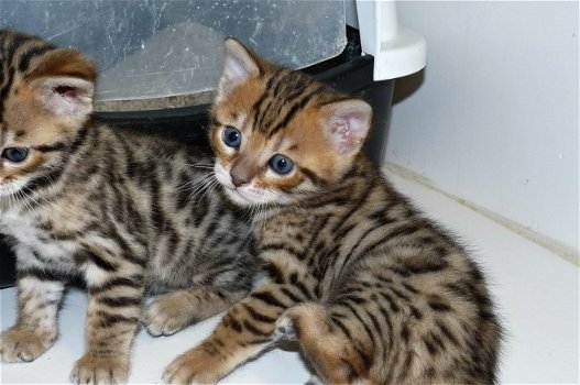 Geweldige Bengaalse kittens om je huis te sieren - 0