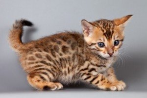 Schattige Bengaalse kittens - 0