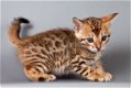 Schattige Bengaalse kittens - 0 - Thumbnail