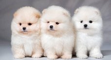 mooie Pommeren hond Pommeren puppies met stamboom