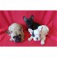 Franse Bulldog pups, Franse Bull fawn - gestroomd -bicolor - 0 - Thumbnail