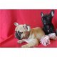 Franse Bulldog pups, Franse Bull fawn - gestroomd -bicolor - 1 - Thumbnail